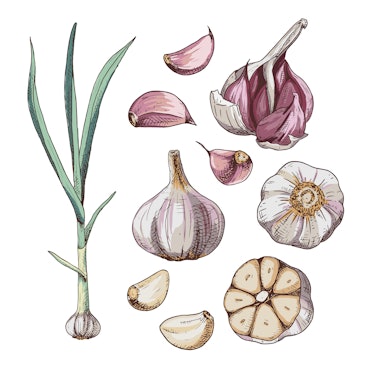 Hand drawn colorful garlic. Set sketches with cut garlic, plant and clove of garlic. Vector illustra...