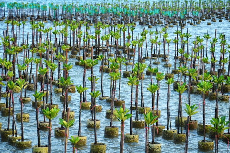 Mangrove Tree of Mangrove Forest. Seedlings grown on the coast Planted to take care of the coast Sma...