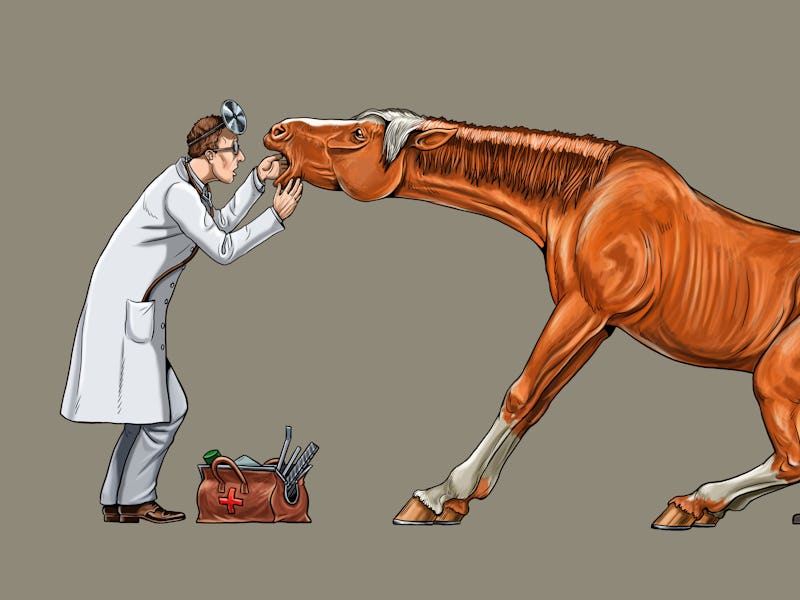 Veterinarian examines the horse. Dentist for the horse. Digital drawing.