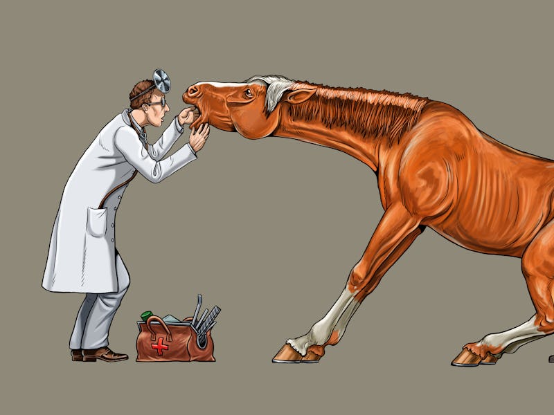 Veterinarian examines the horse. Dentist for the horse. Digital drawing.	
