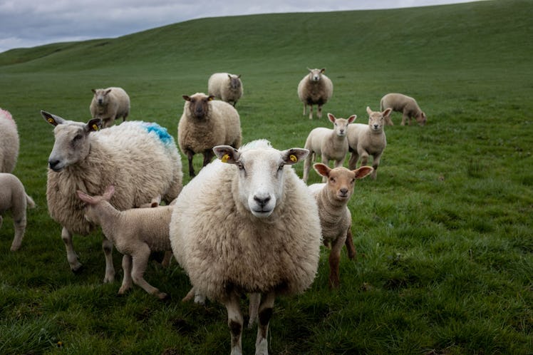 Flock of staring sheep (ewe) on beautiful green grass mountain meadow in Ireland