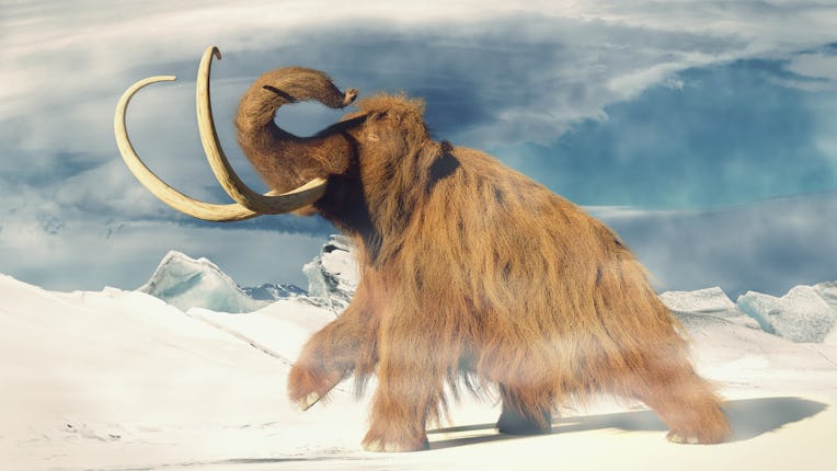 woolly mammoth, prehistoric animal in frozen ice age landscape (3d illustration)