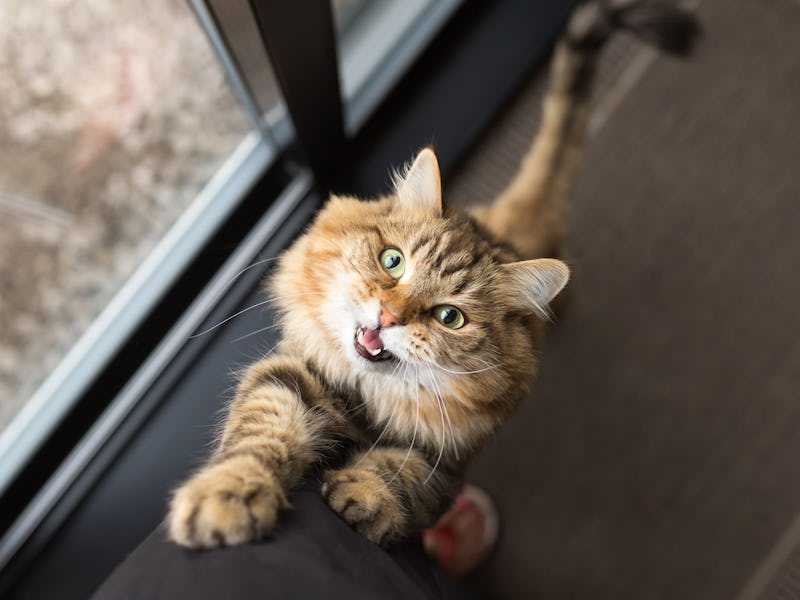 Impatient cat climbing up legs