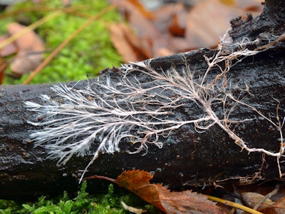 rizomorph mycelial cord on dead wood