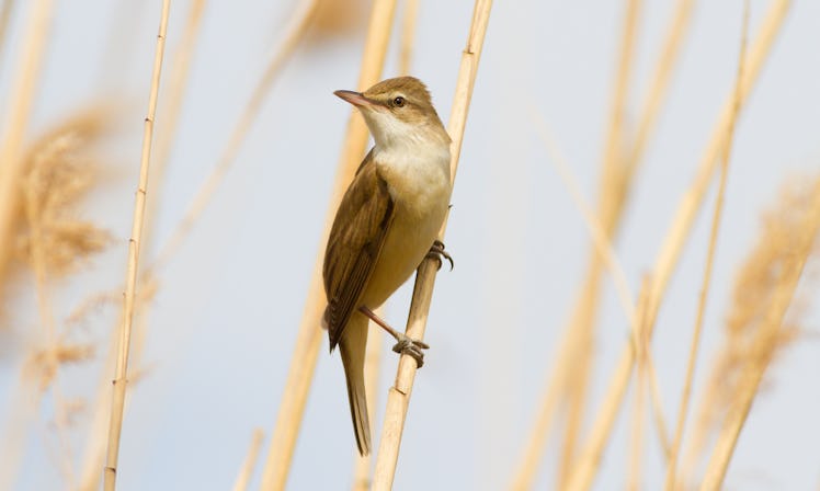 Great reed warbler, Acrocephalus arundinaceus. A bird sits on a reed stalk by the river