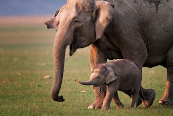 Wild Asian elephant mother and calf, Corbett National Park, India. 