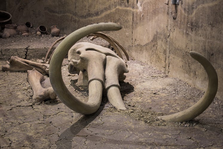 Mammoth Skeleton in a public museum 
