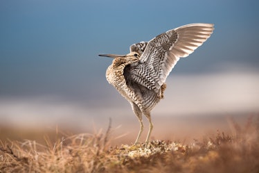 Great Snipe displaying clean background