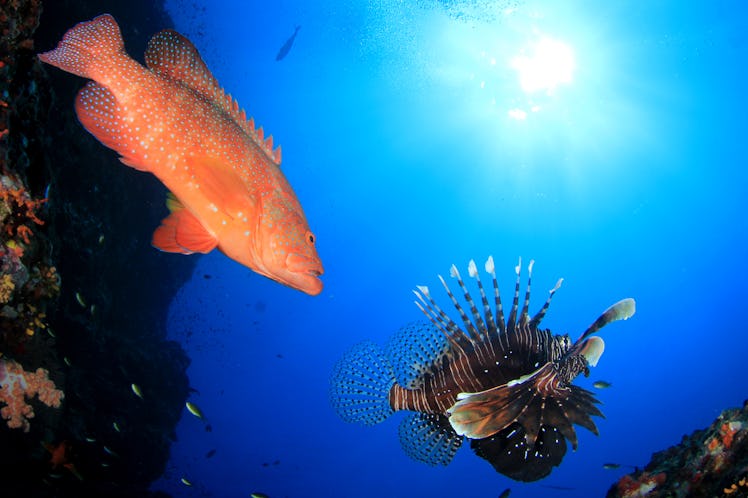Grouper fish and Lionfish 