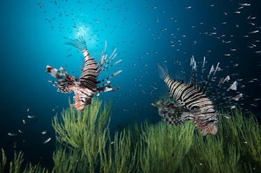 Beautiful lion fish (or turkey fish) hovering in mid water hunting for small prey in blue water over...