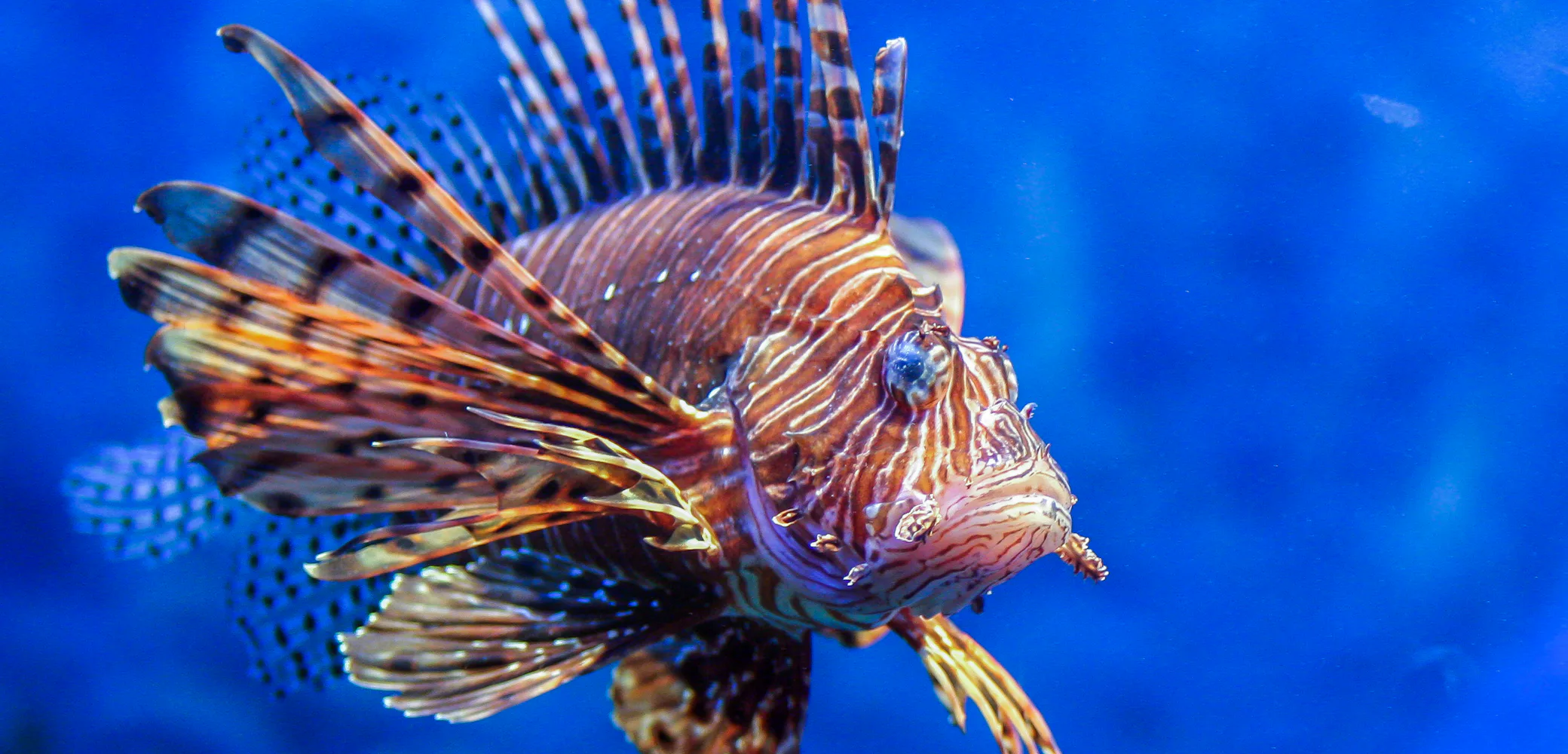Fish Fear How one fish’s fear of being eaten could save the ocean