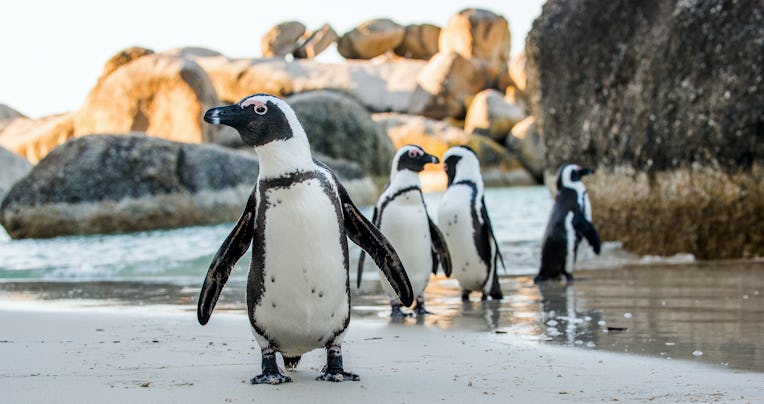 African penguin  on the sandy beach. African penguin ( Spheniscus demersus) also known as the jackas...