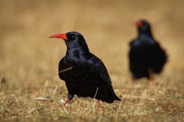 Red-billed Chough - Pyrrhocorax pyrrhocorax, Cornish chough or simply chough is a black bird with th...