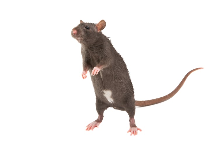 rat isolated on white background