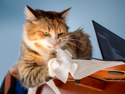 Cat shredding paper invoice. Concept for: tired of bills. Environment friendly paper shredder. The a...