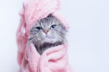 Funny smiling wet gray tabby cute kitten after bath wrapped in pink towel with blue eyes. Pets and l...