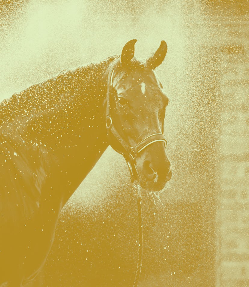 Horse portrait in spray of water. Horse shower at the stable