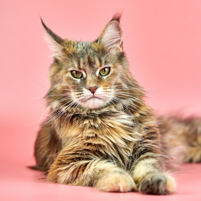 Maine Coon tortoiseshell cat, copy space. Adult female maine coon purebred cat on pink background. T...