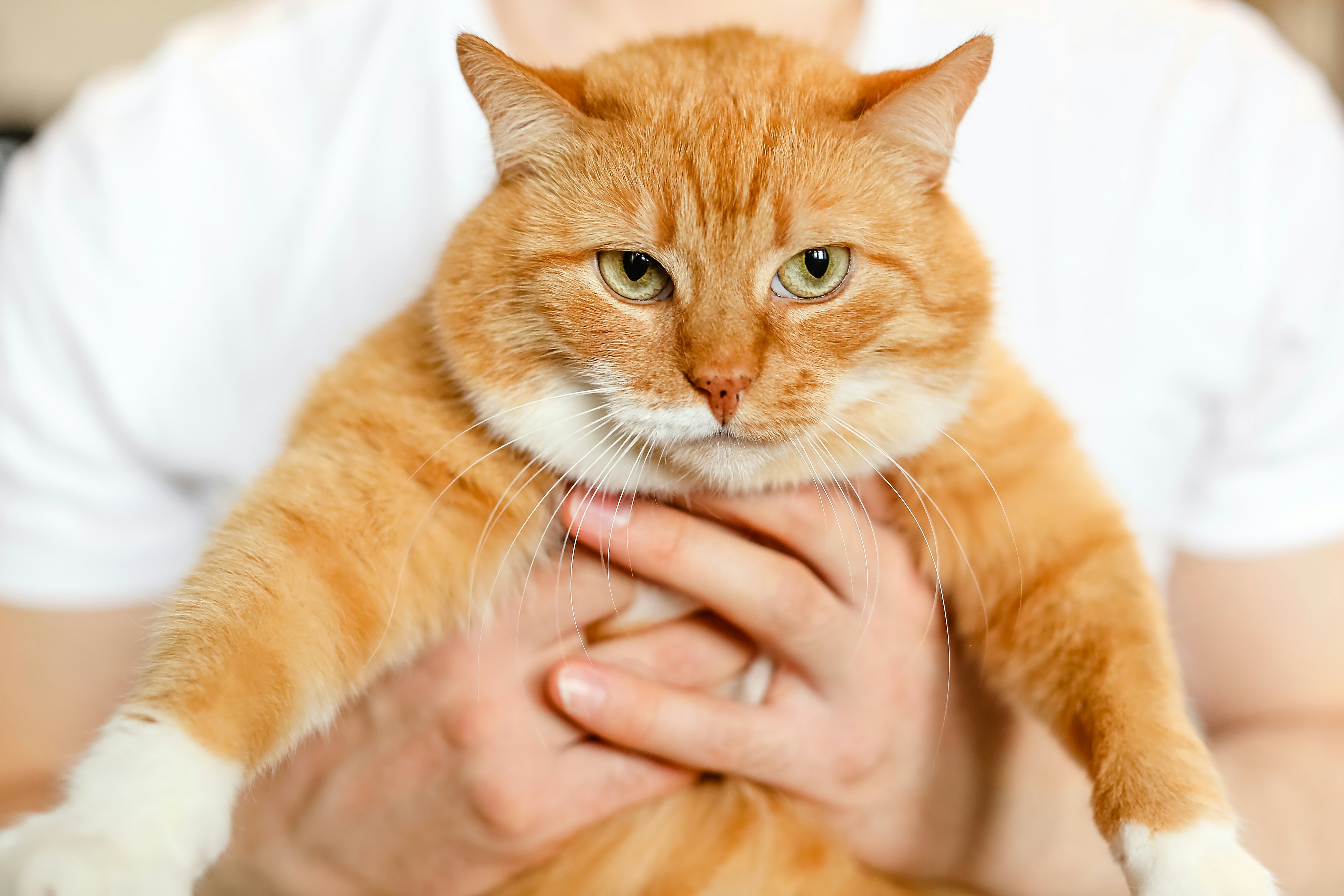 Feline Body Language: What Your Cat's Eyes Tell You About His