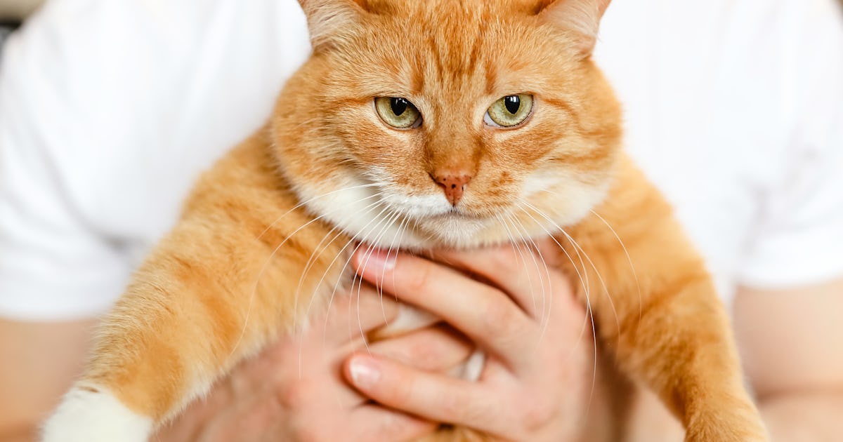 Does My Cat Think I M Just A Bigger Cat It S Complicated Does My Cat Think I M Just A Bigger Cat It S Complicated