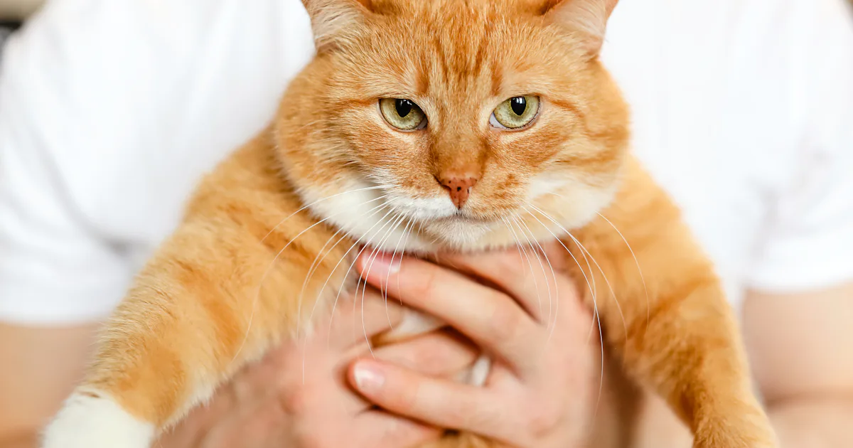 Does My Cat Think I m Just A Bigger Cat It s Complicated Pets Article Does My Cat Think I m Just A Bigger Cat It s Complicated Pets Article