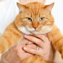 A big beautiful fluffy cat in hands of the owner.A red cat looks at camera with green eyes.A fat ani...