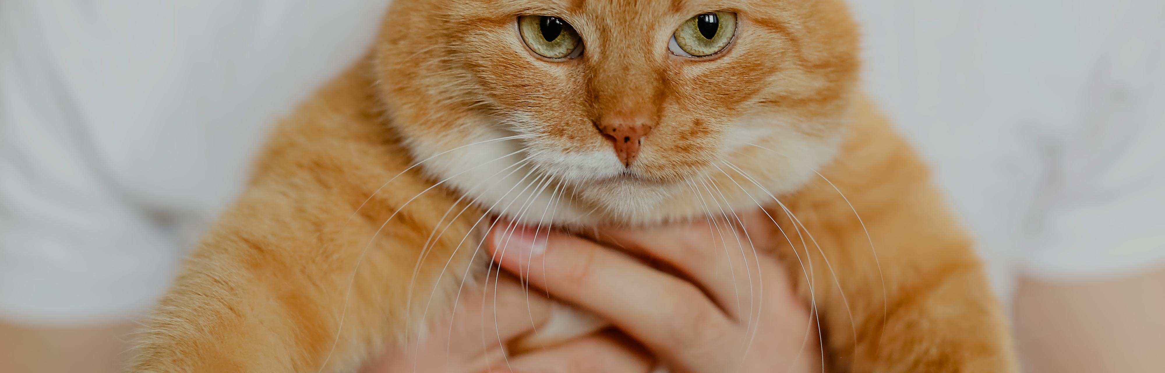 Does My Cat Think I m Just A Bigger Cat It s Complicated does-my-cat-think-i-m-just-a-bigger-cat-it-s-complicated