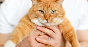 A big beautiful fluffy cat in hands of the owner.A red cat looks at camera with green eyes.A fat ani...