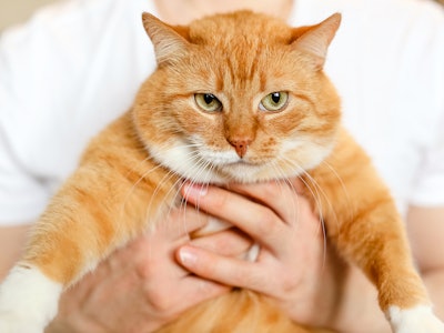 A big beautiful fluffy cat in hands of the owner.A red cat looks at camera with green eyes.A fat ani...