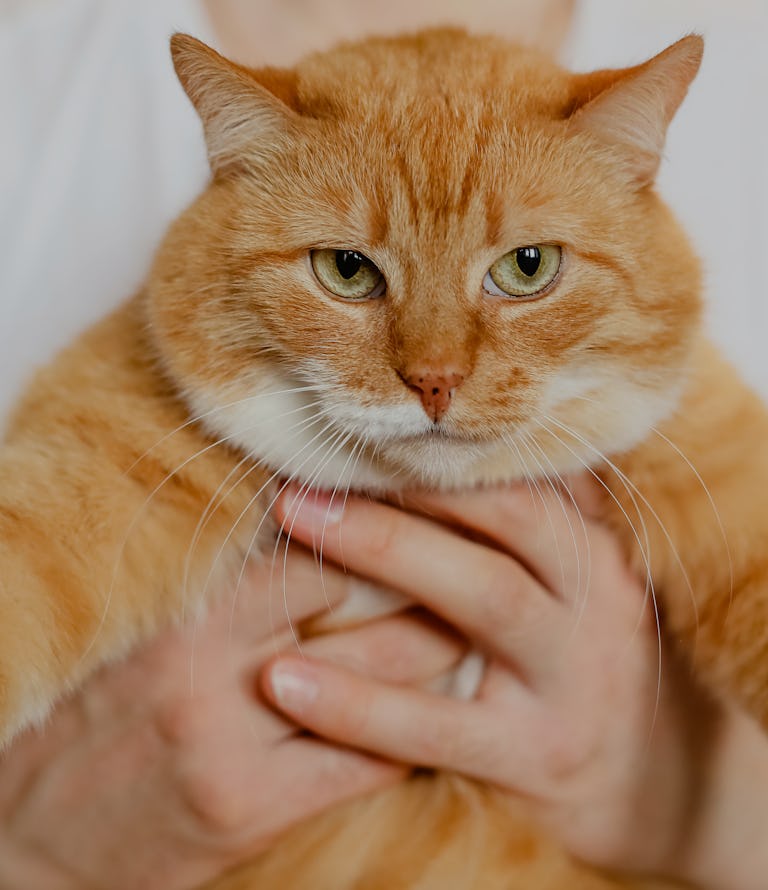 Does My Cat Think I m Just A Bigger Cat It s Complicated does-my-cat-think-i-m-just-a-bigger-cat-it-s-complicated