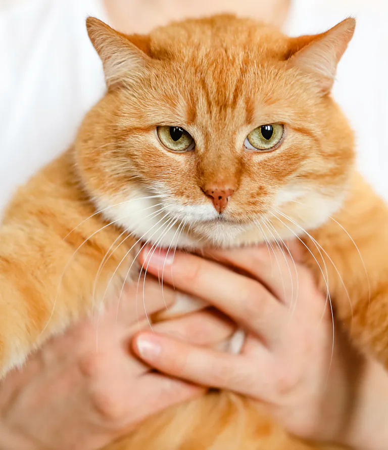 Does My Cat Think I m Just A Bigger Cat It s Complicated Does My Cat Think I m Just A Bigger Cat It s Complicated