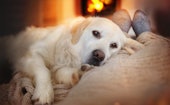 Dog lies in the living room in front of the fireplace with fire