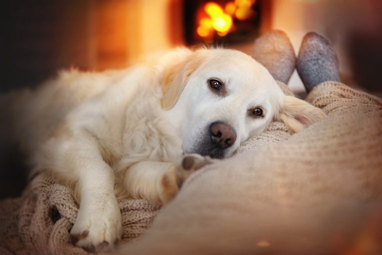 Dog lies in the living room in front of the fireplace with fire