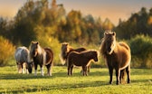 Herd of miniature shetland breed ponies in the field in autumn