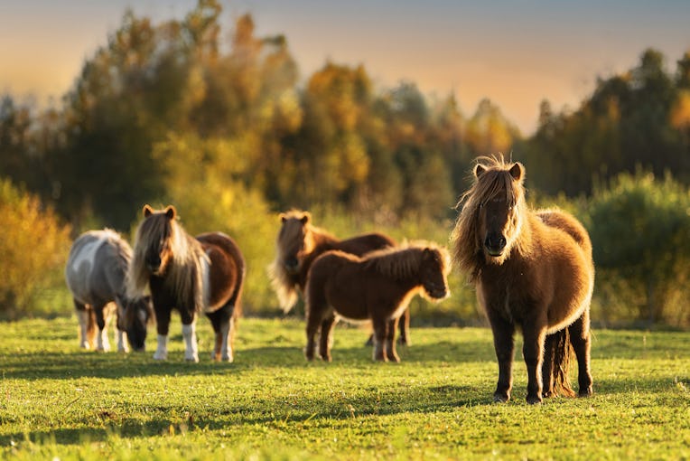 Herd of miniature shetland breed ponies in the field in autumn