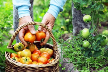 Happy organic farmer harvesting tomatoes in greenhouse. Farmers hands with freshly harvested tomatoe...