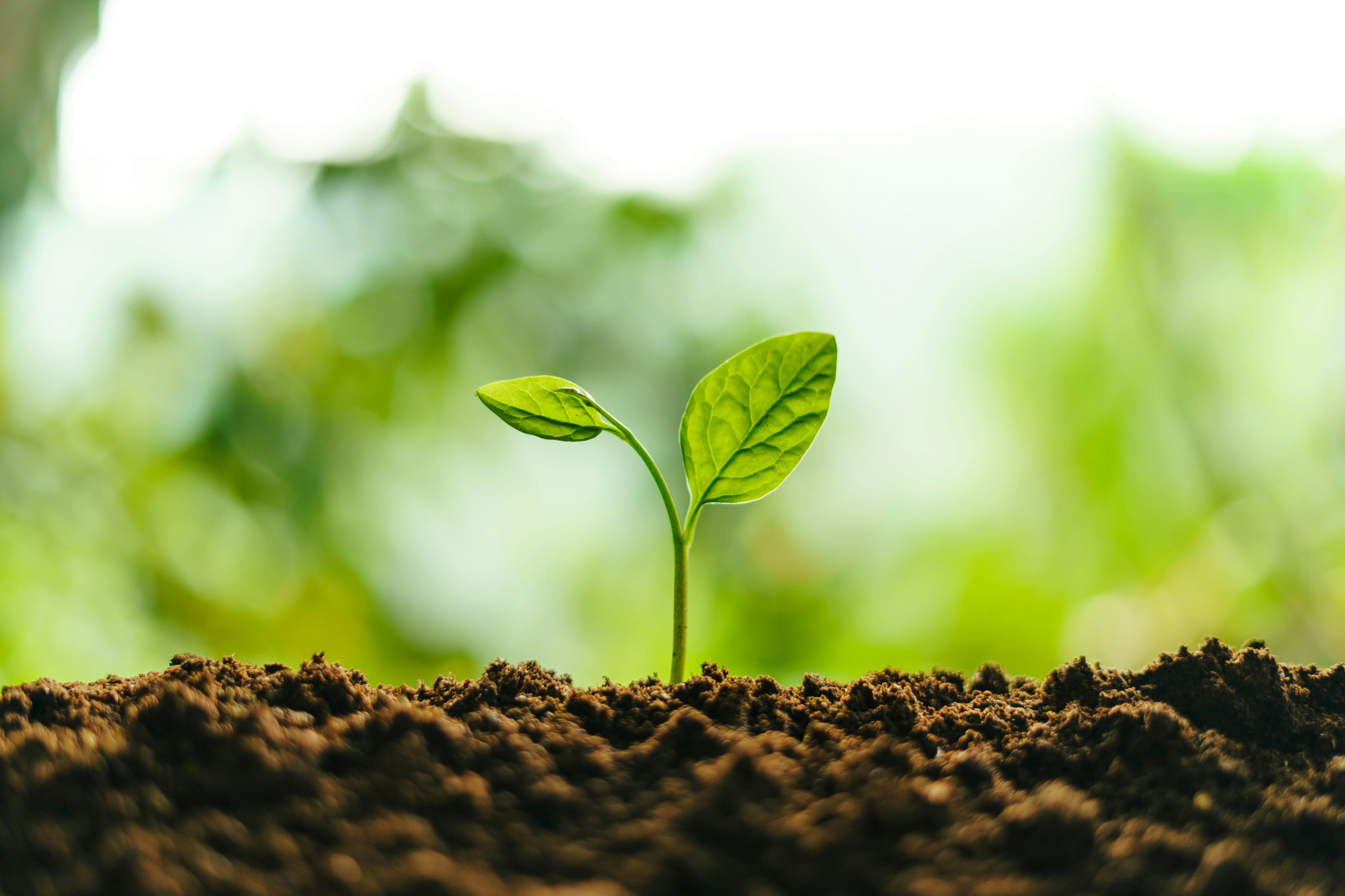 Small trees on the soil in nature Planting trees