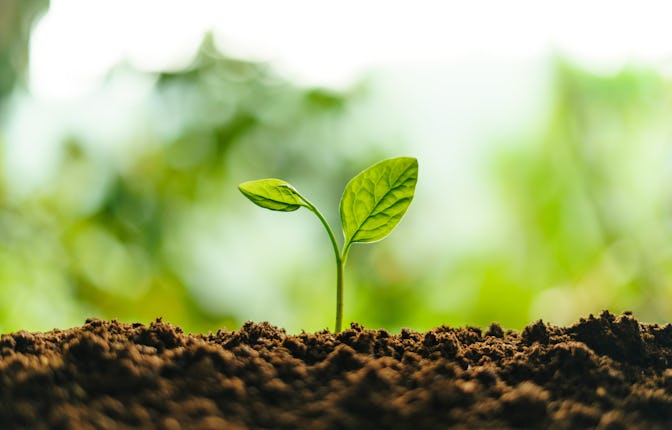 Small trees on the soil in nature Planting trees
