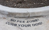 Curb your dog. No pee zone spray-painted on ground.