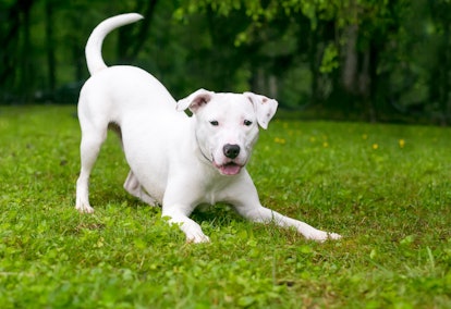 A playful white Retriever x Terrier mixed breed dog in a play bow position