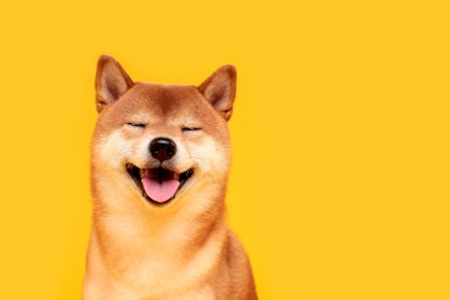 Happy shiba inu dog on yellow. Dogecoin. Red-haired Japanese dog smile portrait. Illuminating color,...