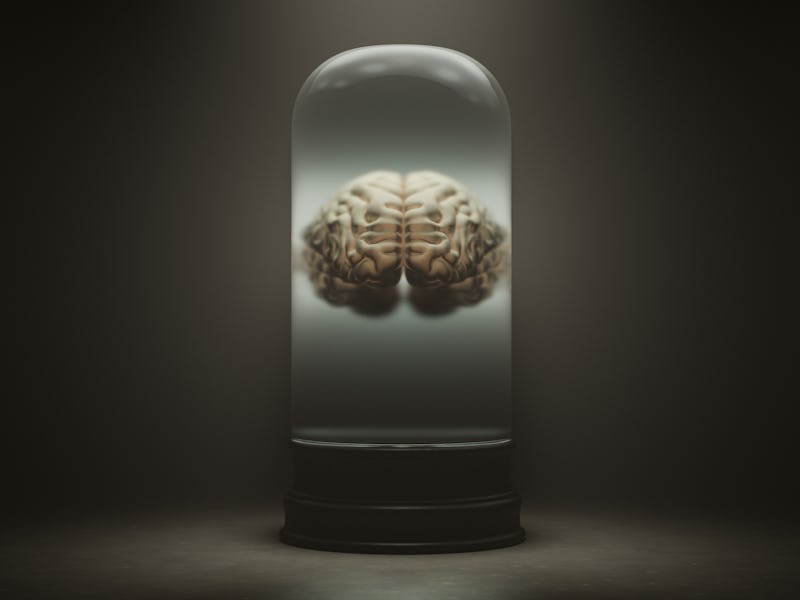 Human Brain Floating in a Liquid in a Bell Jar with a Dark Foggy Background 3d illustration 3d rende...