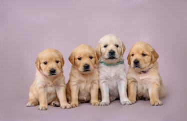 4 little puppies golden retriever puppy sit on the background. Dog golden retriever. Puppy golden re...