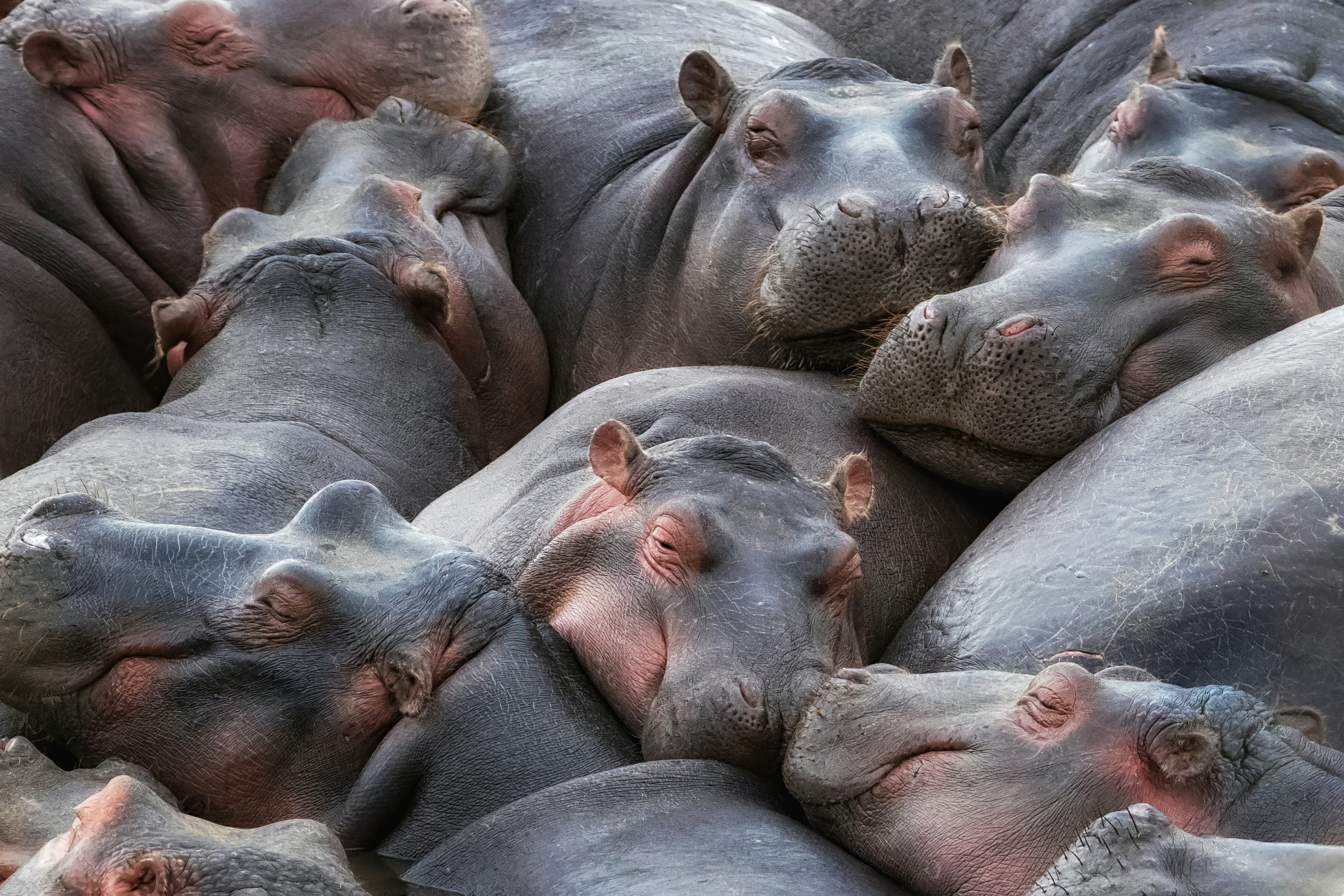 A pod of hippos, Hippopotamus amphibius,  huddle together in the Mara River, Masai Mara, Kenya. 