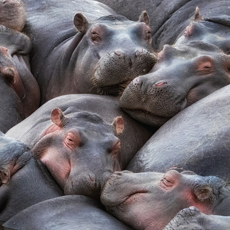 A pod of hippos, Hippopotamus amphibius,  huddle together in the Mara River, Masai Mara, Kenya. 