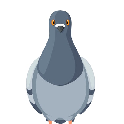 Pigeon bird stay. Flat cartoon character design. Colorful bird icon. Cute pigeon template. Vector il...