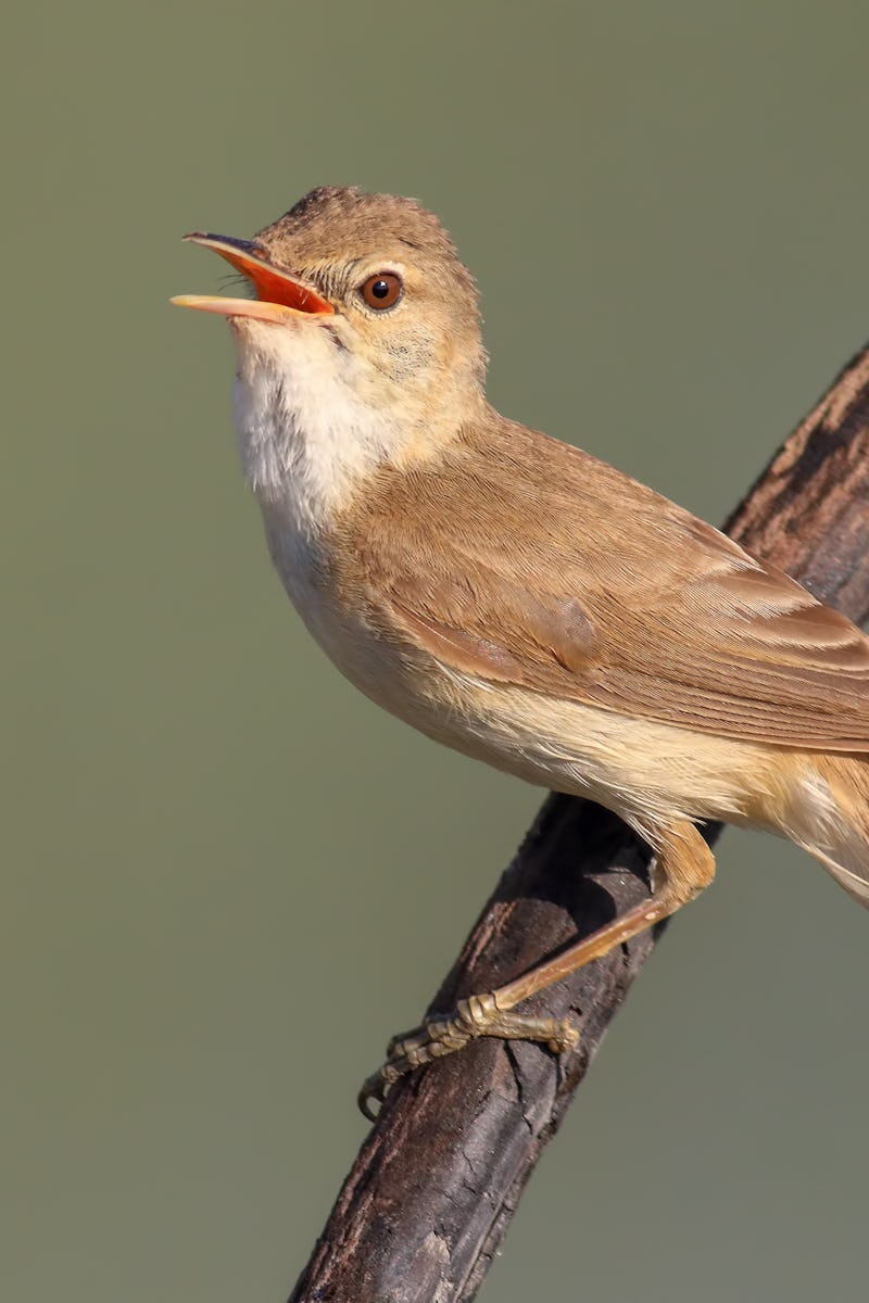 standing on branch acrocephalus scirpaceus