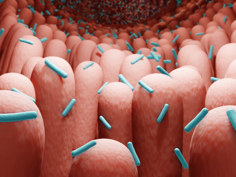 gut bacteria, microorganisms in human intestine 3d rendering
