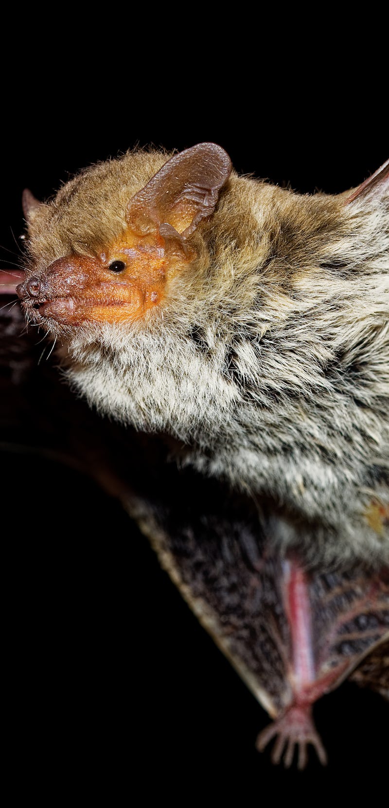 Egyptian (Kuhl) Pipistrelle - Pipistrellus deserti or kuhlii or 
Pipistrellus aegyptius, vesper bat...