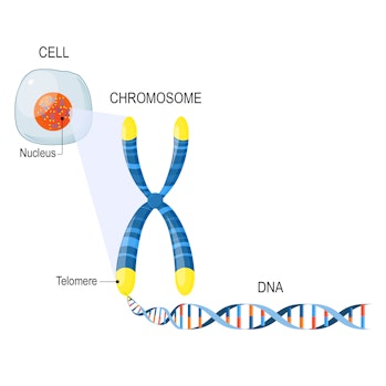 Telomere is a repeating sequence of double-stranded DNA located at the ends of chromosomes. Each tim...